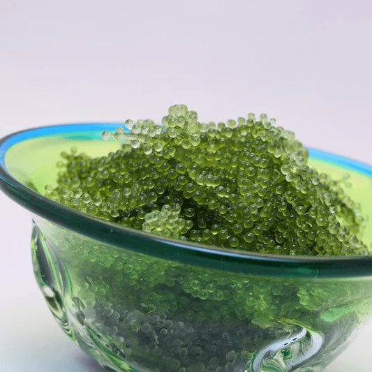 Sea Grapes/ Umibudo - 40 g x 36