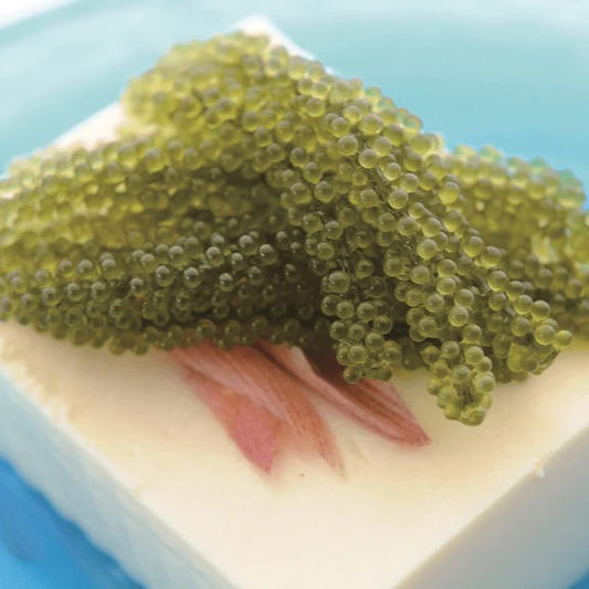 Sea Grapes/ Umibudo - 40 g x 36