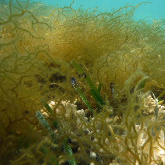 Okinawa fucoidan